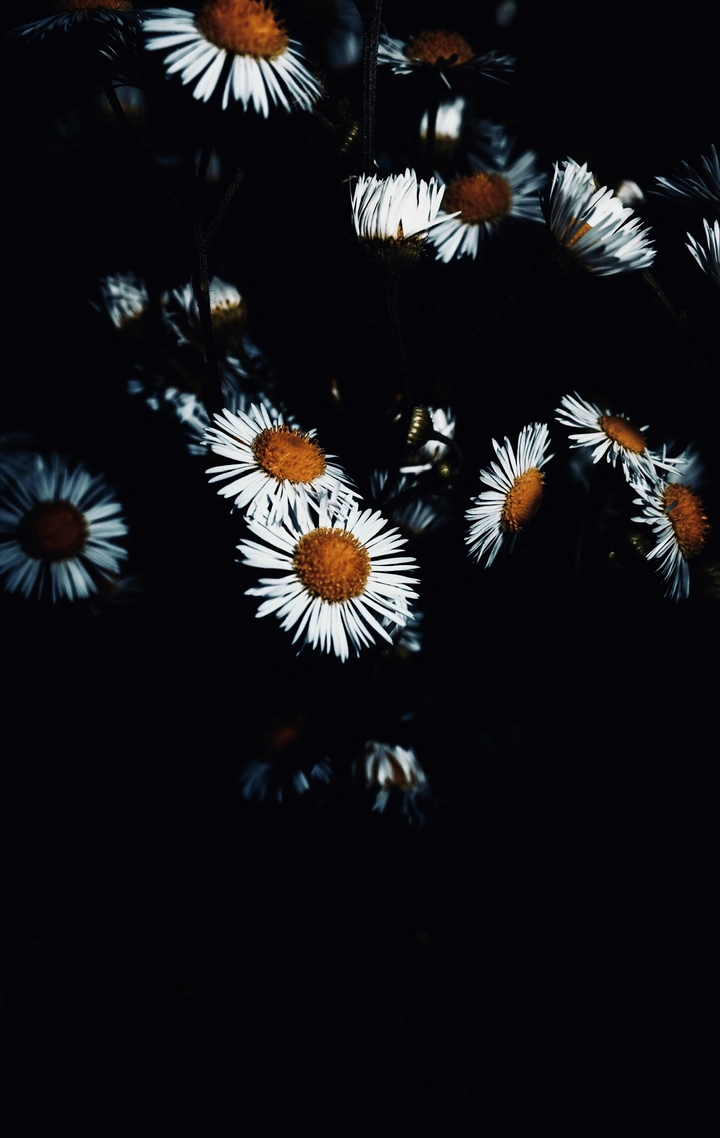 野菊