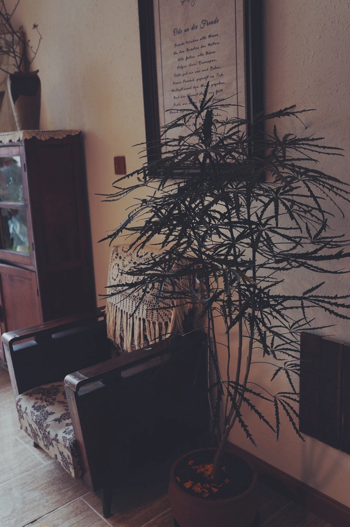 最近的拍照环境