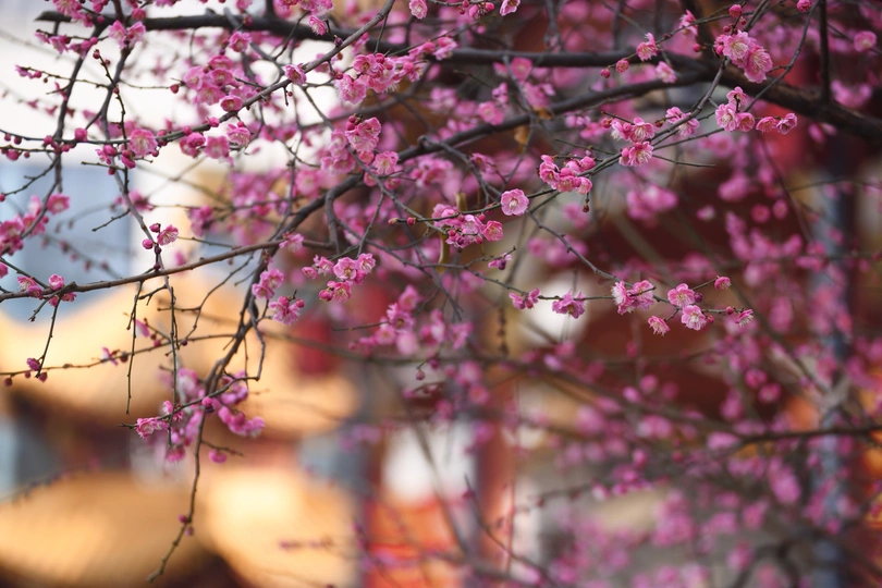 粉红色花朵在红色建筑前面的树