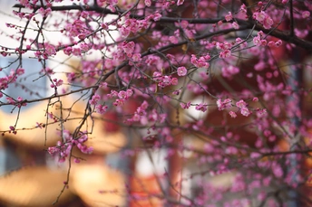 粉红色花朵在红色建筑前面的树