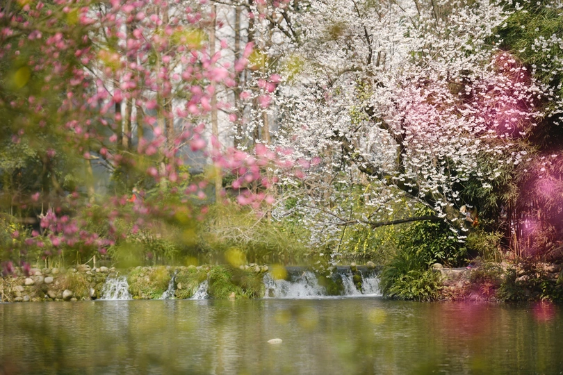 一个有水和粉红色花朵的池塘