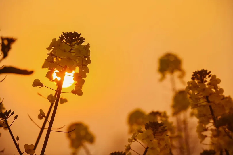 夕阳西下 天空中泛着黄色的光芒 一片花海的田野上。
