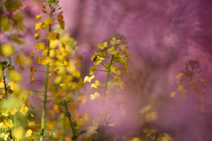 一片黄色的花丛 背景中有许多颜色。