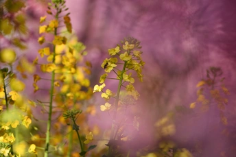 一片黄色的花丛 背景中有许多颜色。