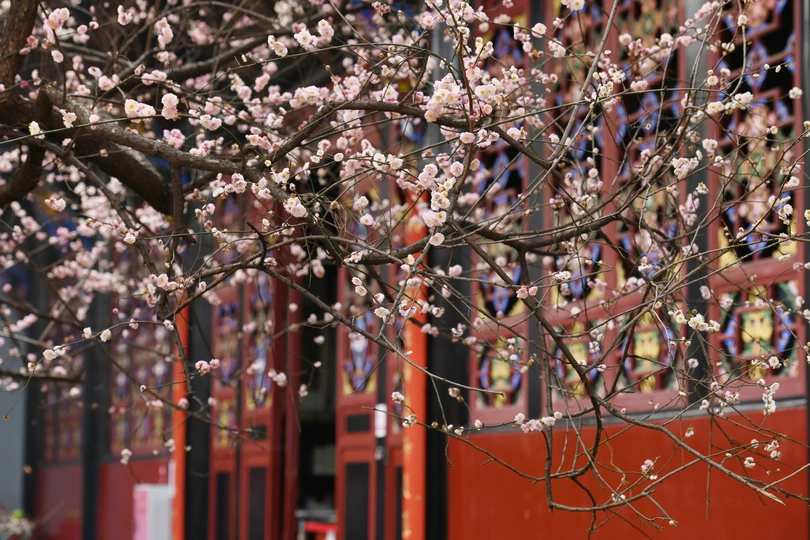 门前盛开的一棵树