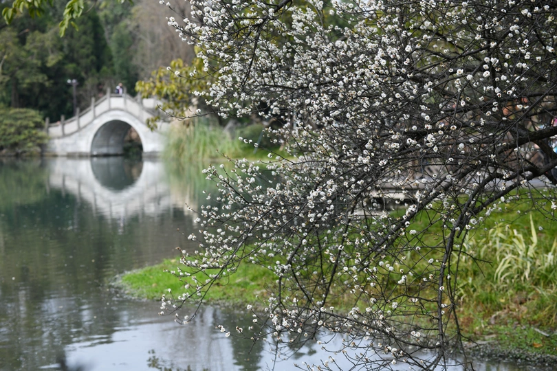 背景中有桥 前景中有白花树的河中小岛