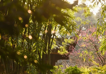背景中有树木和竹子的大花园