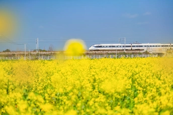 经过一片黄花的田野 一列火车驶过