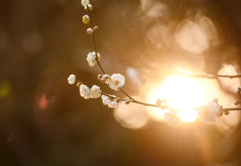 太阳透过一棵开小白花的小树
