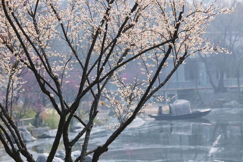 河上有船 树上有花