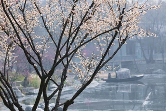 河上有船 树上有花