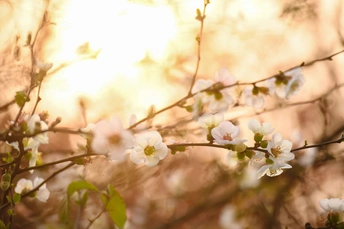阳光透过开满白色花朵的树的枝条