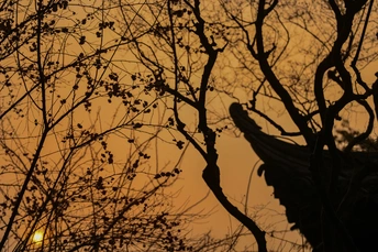 夕阳下 树干上有一只鸟和背景中的建筑物的剪影。