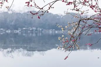 湖边的一棵开粉花的树