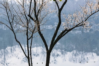 雪松和湖山背景 一长凳在消防栓前
