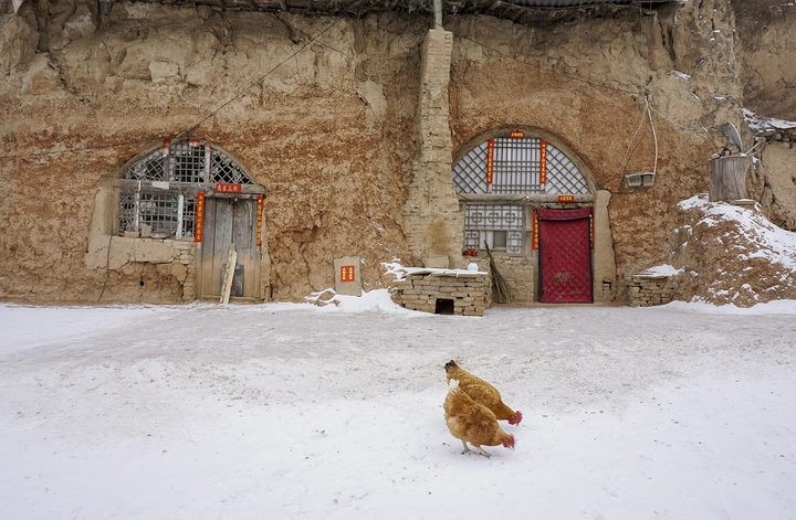 雪地觅食