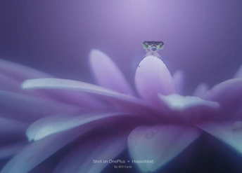 一朵小花坐在紫花之上