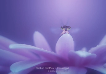 一朵小花坐在紫色的睡莲上