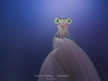 一只在手指上的小祈祷螳螂 背景为蓝色 昆虫的眼睛里有一束光。