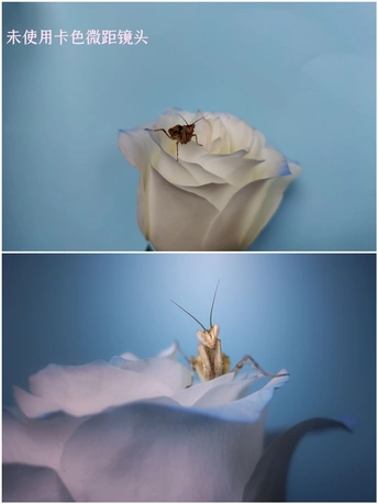 一朵白色玫瑰上的昆虫的图片