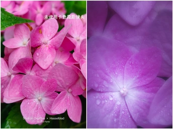 一系列粉色花朵的照片