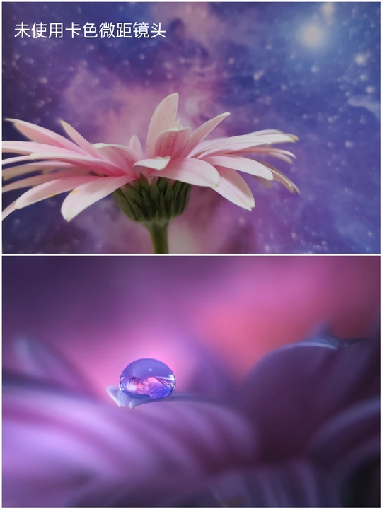 一朵粉红色的 Daisy 图片和一朵蓝色的花图片 带有水珠