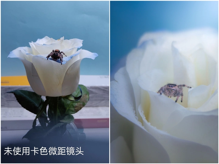 一朵带有虫子的白色玫瑰花的图片