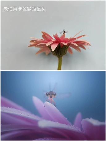 一朵粉红色花朵上有一只蜜蜂飞过