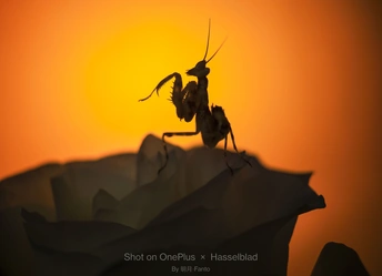 背景为橙色太阳的昆虫轮廓在花上