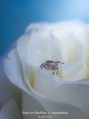 一朵白色玫瑰花上的小蜜蜂 背景为蓝色