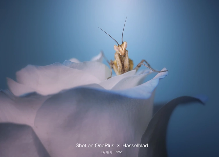 a bug on a white rose against a blue background