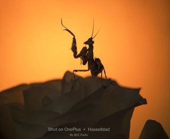 夕阳下玫瑰上的昆虫剪影