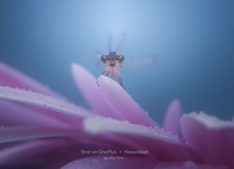 一朵粉色花上的蜜蜂 背景为蓝色