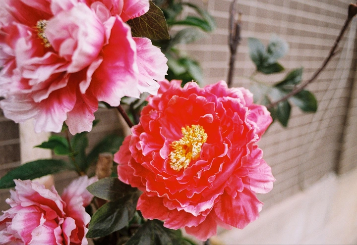还建房的一朵小花