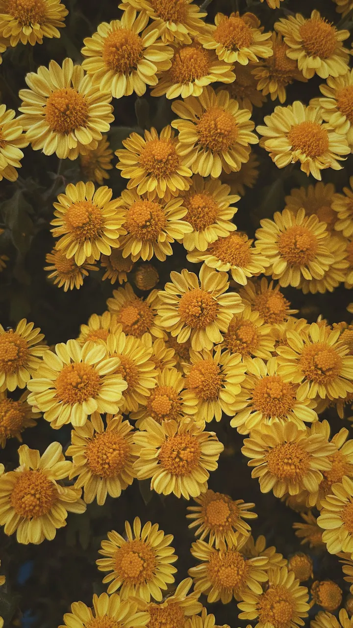菊