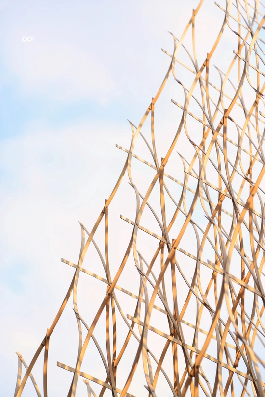 植物的枝条在蓝天下