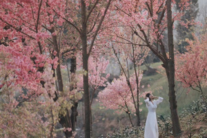 一位穿白色连衣裙 带着伞站在粉色树下的女人