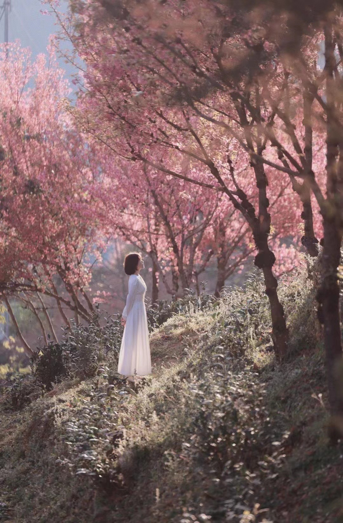 一位穿着白色连衣裙 带着伞的年轻女子走在通往森林的小径上 穿过一片粉红色树木。