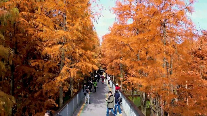 杭州森林