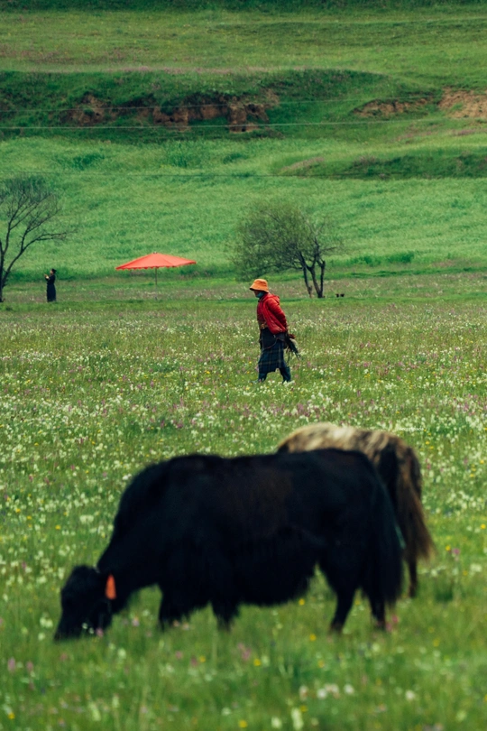 一片开阔的绿草地 一头黑牛在吃草 一个人站在远处