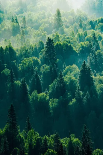 山脉中的绿色树木森林