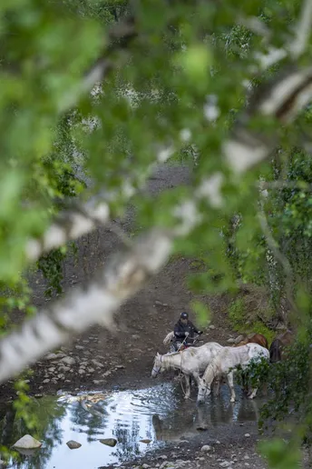 骑马的男子在引导一群牛沿着溪流走 有些人在马背上行走 有些树木。