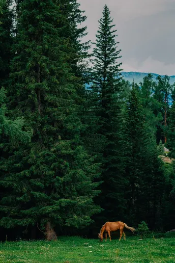 一匹棕色的马在绿色的牧场吃草 背景中有树木和山脉。