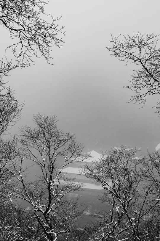 冬天里黑白相间的树和背景中的雪山