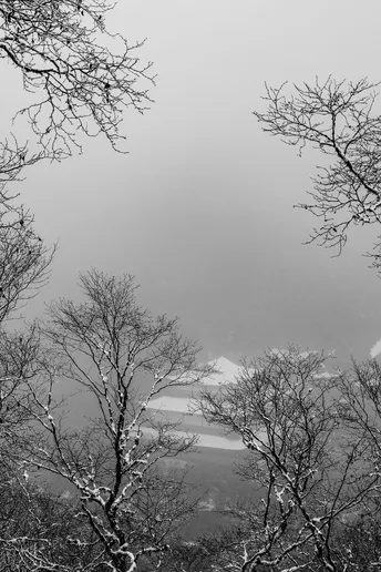 冬天里黑白相间的树和背景中的雪山