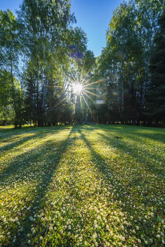 阳光透过树木在公园的绿色草地上投下阴影