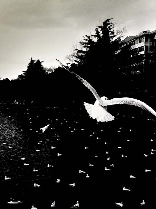 天空上飞翔的白鸟、水边和建筑物的白色鸟