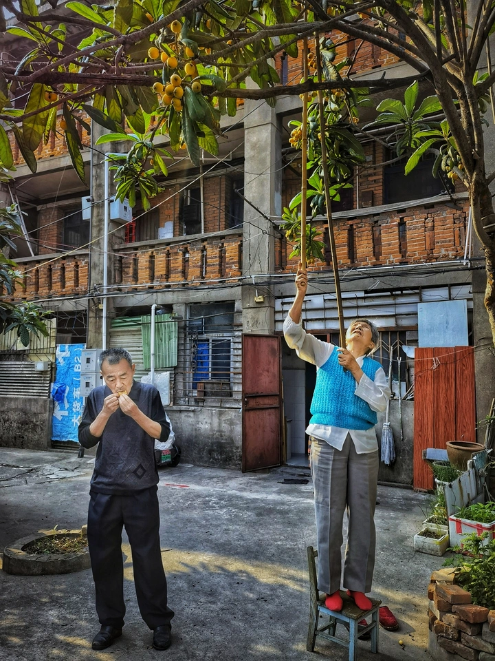 百姓记事•打枇杷