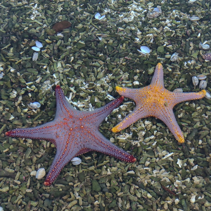 海星