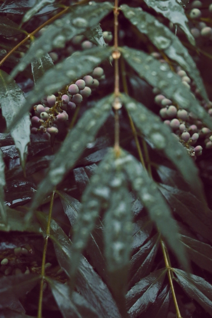 周末，雨☔️